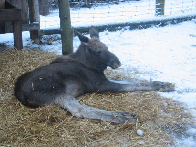 baby elk2.jpg