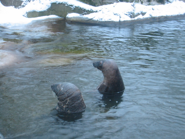 more seals1.jpg