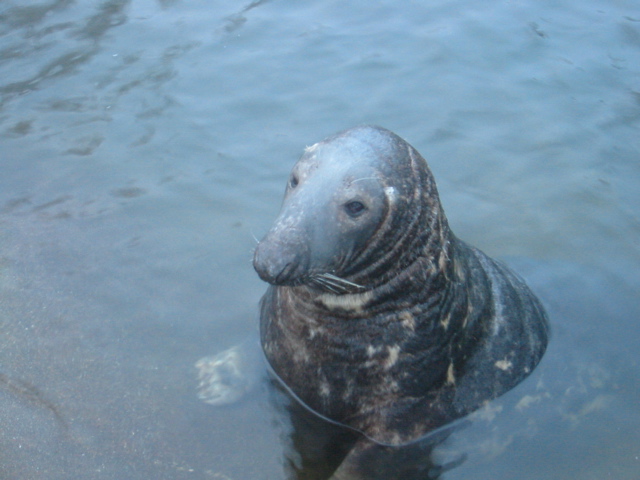 more seals4.jpg