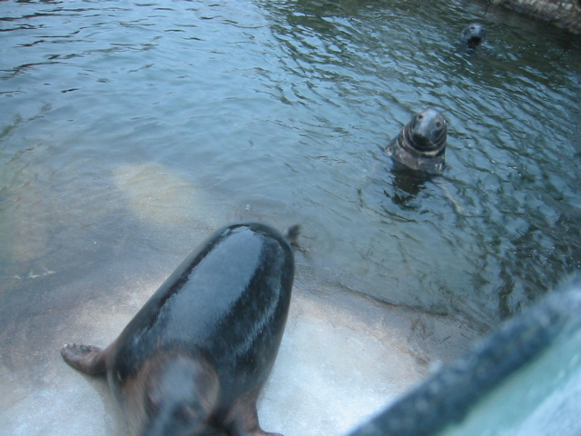 more seals5.jpg