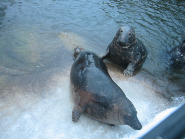 more seals7.jpg