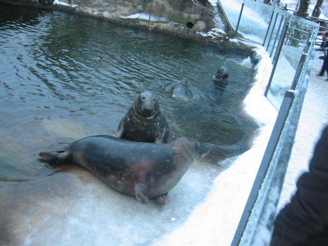 more seals8.jpg