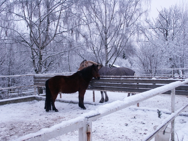 pony luv.jpg