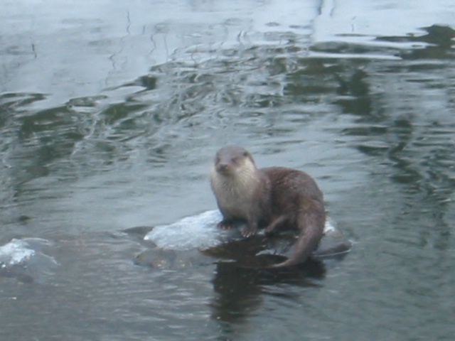 more otter1.jpg