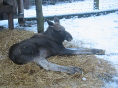 baby elk2.jpg