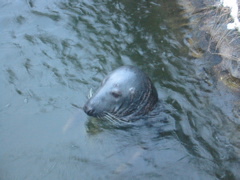 more seals2.jpg