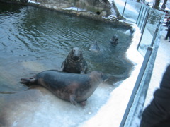 more seals8.jpg