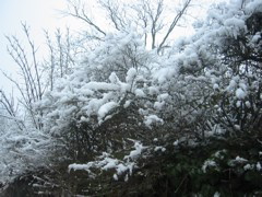 skansen scene3.jpg